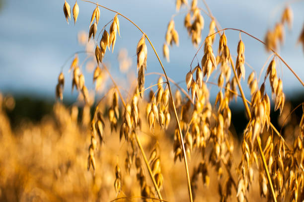 istock oats in the field 675064240