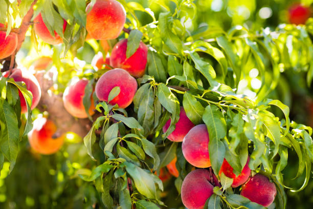 pêche mûre fraîche sur l’arbre dans le verger d’été - nectarine photos et images de collection