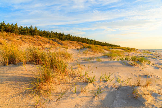 istock Grass on sand dune and sunset over Leba beach, Baltic Sea, Poland 675065368