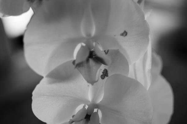 istock Orchid Flower Close-Up 675066088