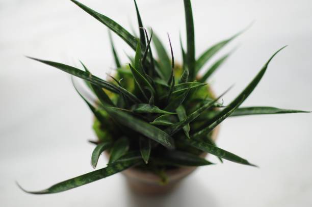 istock Green potted plant 675066510