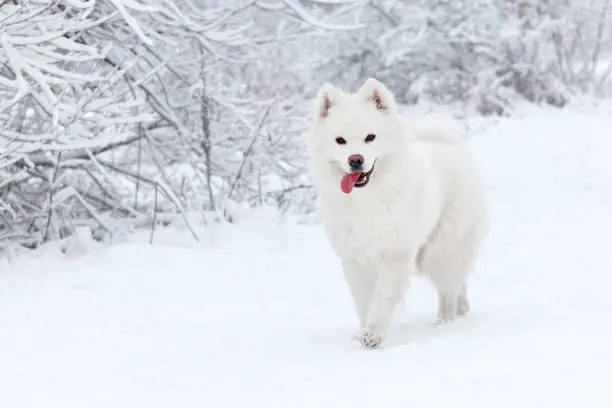 white dog Samoyed walks in the woods in winter