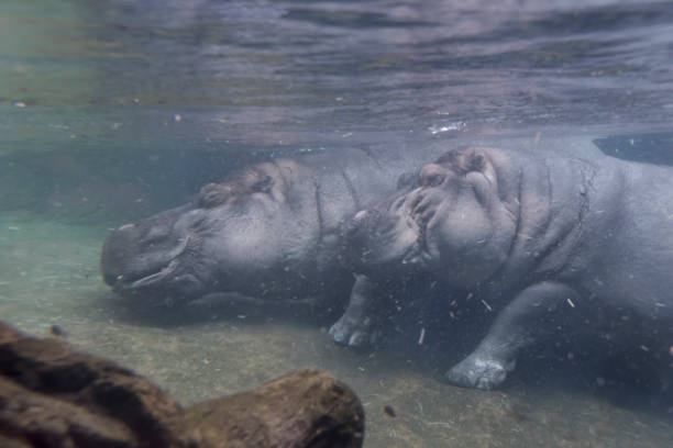 istock Two Hippopotamus submerged 675067790