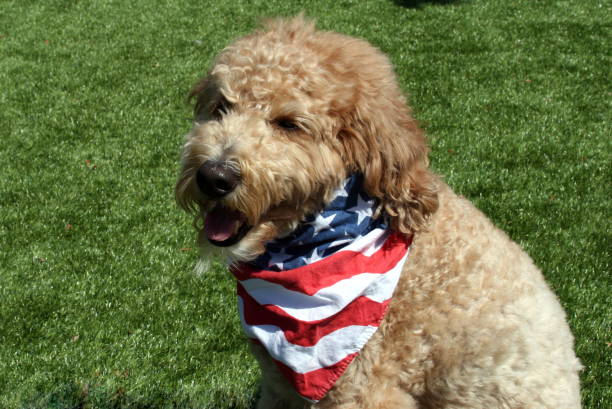 istock Patriotic Goldendoodle Dog 675068412