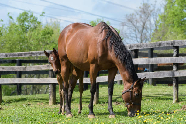 istock Kentucky Thoroughbred Horse in Bluegrass Field 675068734