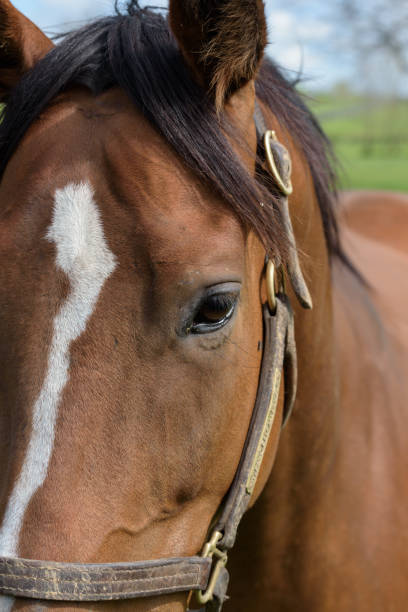 istock Kentucky Thoroughbred Horse in Bluegrass Field 675069056