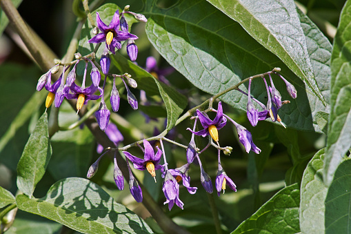 flowers of bittersweet, solanum dulcamara