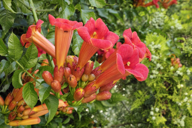 flowers of bignonia plant bignonia with one cluster of flowers spider flower stock pictures, royalty-free photos & images