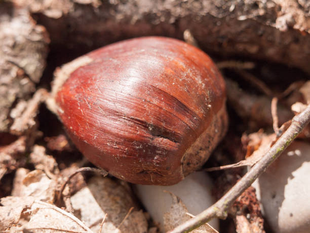 a chestnut on the ground in spring autumn food for birds close up detail brown texture and pattern detail - sweet food chestnut yellow brown imagens e fotografias de stock