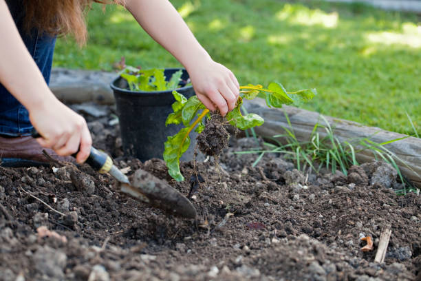 istock Planting Swiss Chard in the Backyard 675070064