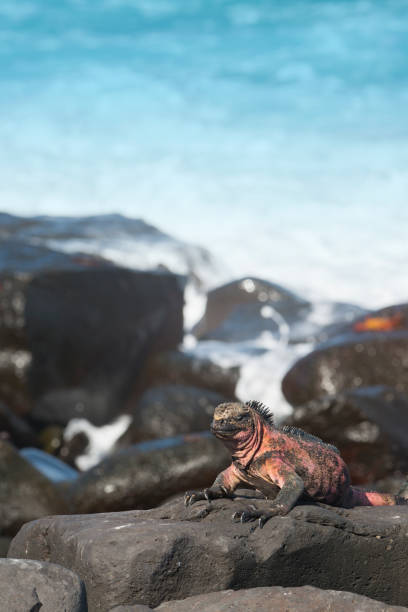 istock Endemic Marine iguana at Espanola, Galapagos islands 675070428