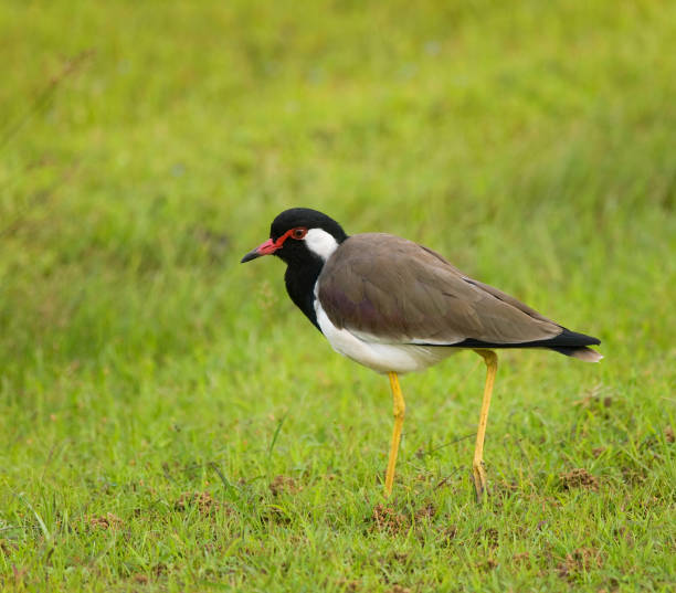 istock Red-wattled lapwing - Vanellus indicus lankae 675071754
