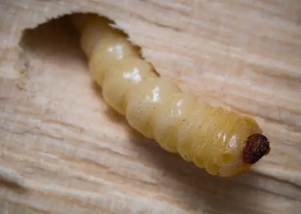 Photo of Larva of the wood beetle Cerambycidae crawls out of the hole