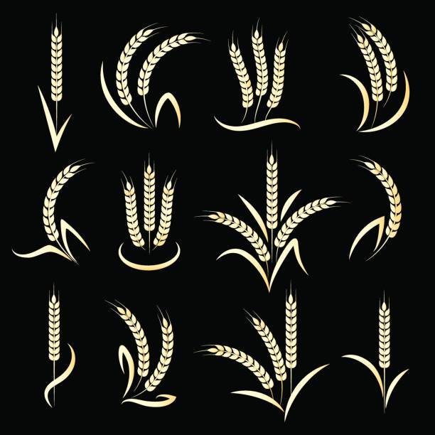 ilustrações, clipart, desenhos animados e ícones de espigas de trigo dourado em fundo preto - barley black stem wheat