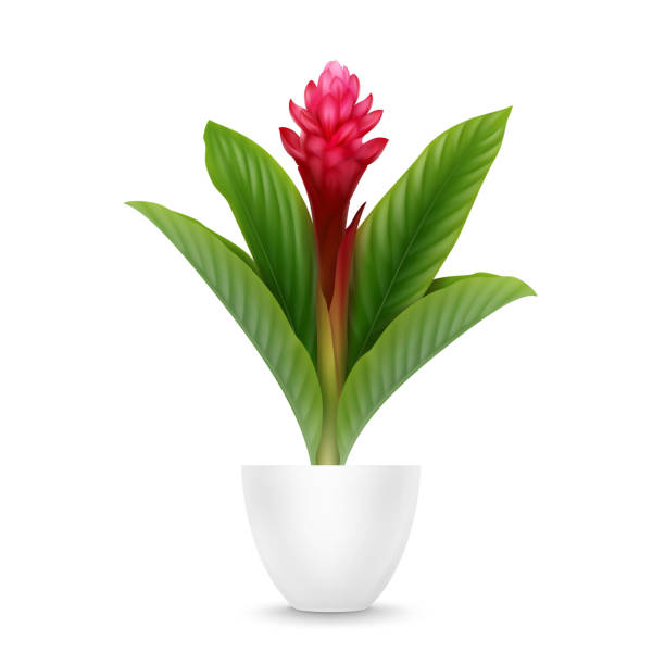 illustrazioni stock, clip art, cartoni animati e icone di tendenza di zenzero rosso in vaso - ginger tropical flower flower plant