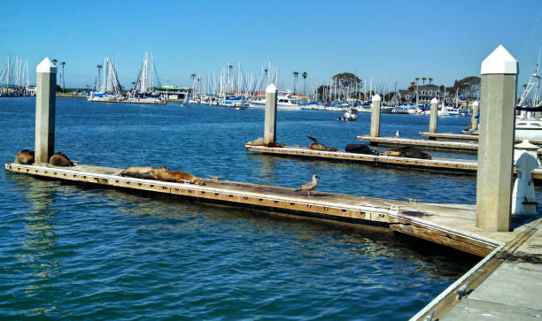 istock Sleeping Sea Lions on the Dock 675077928