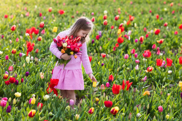 petite fille dans le jardin de fleurs de tulipes - 11827 photos et images de collection