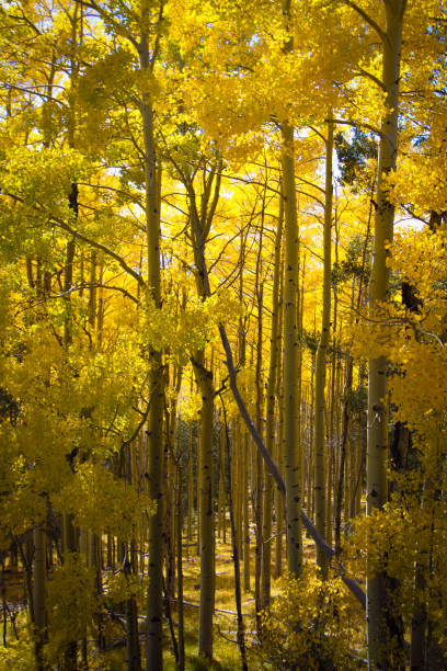 istock Santa Fe Autumn Scene: Tall Yellow Illuminated Aspens 675078820