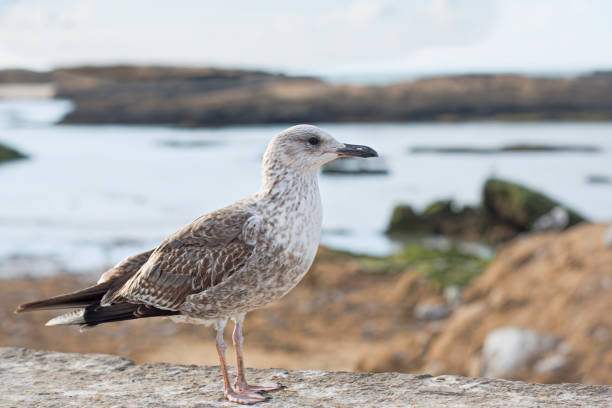 istock Seagull in fishing village 675079900