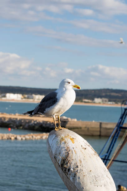 istock Seagull in fishing village 675079922