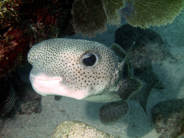 istock Porcupinefish Pufferfish Balloonfish 675080300