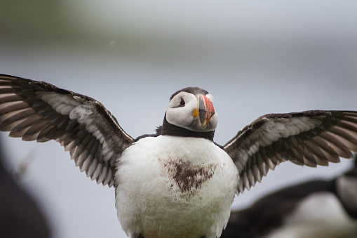 Atlantic puffin in breeding plumage spreading wings and puffing chest which is dirty due to burrowing on the Island of Lunga in the Treshnish Isles, Scotland