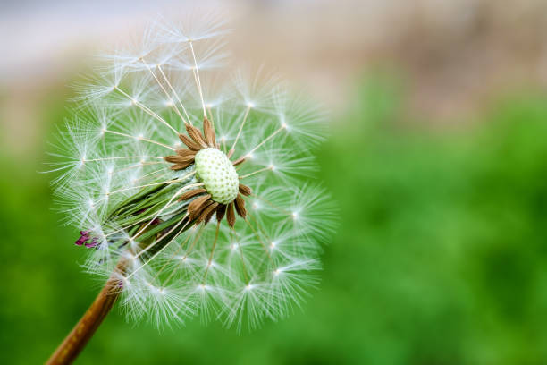 istock Dandelion Seed in UK garden 675082200