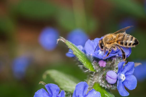 istock Honey Bee Gathering Nectar from Small Blue Flowers 675082212