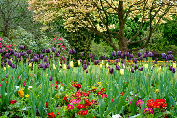 istock Colorful Tulips at Cannon Hill Park 675082294