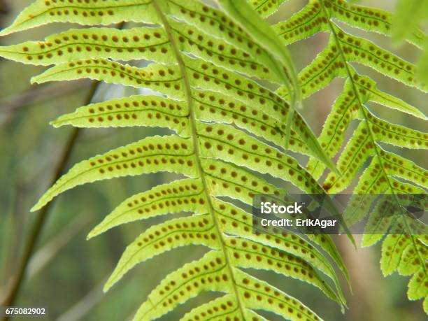 Licorice Fern Illuminated Stock Photo - Download Image Now - Licorice, Plant, USA