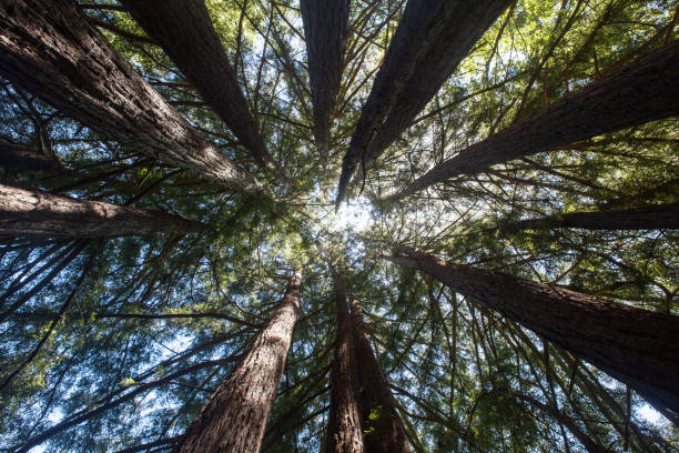 istock Redwood Trees Growing Straight and Tall 675084158