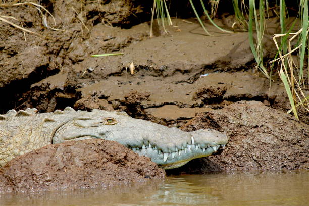 istock Green crocodile in swamp 675084266