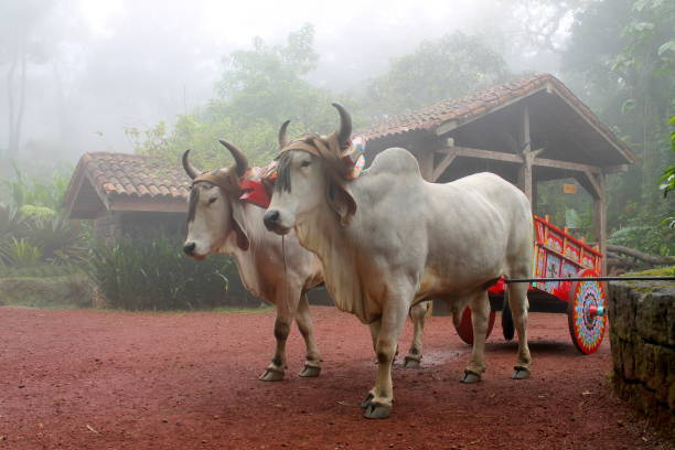 due buoi con giogo che trasporta rifornimenti - ox cart foto e immagini stock