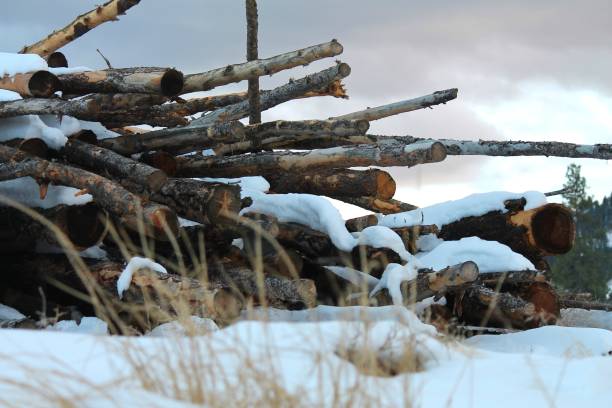 istock Wood pile and snow 675084412