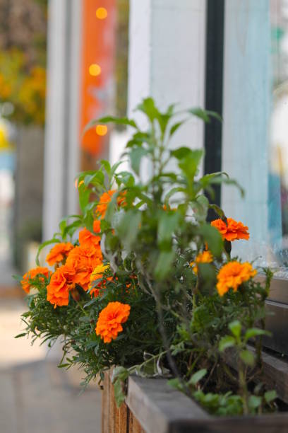 istock Orange flower on city sidewalk 675084588