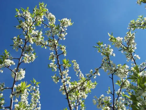 Pretty blossoms of the Toka plum tree.