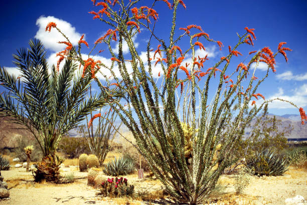 istock Prickly Pear cactus palm tree and Ocotillo in bloom in spring at Anza-Borrego State Park California 675088880