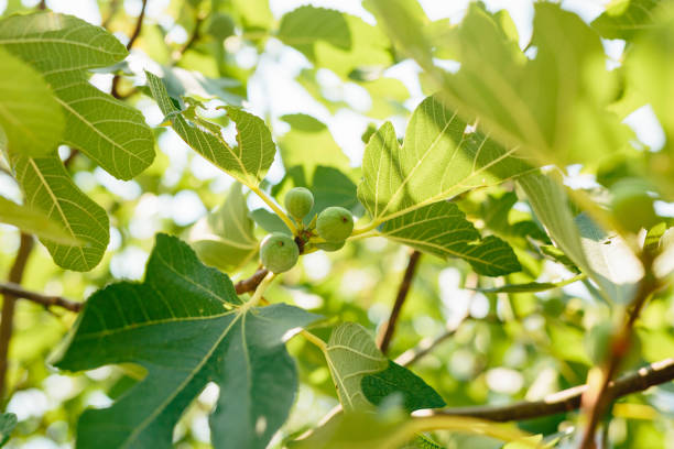 istock Fig trees, small fruits. Ripening figs on tree 675090258