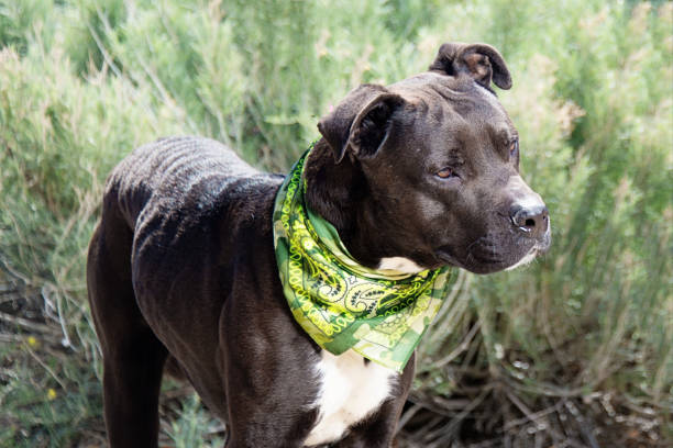 istock American Staffordshire Terrier 675091318