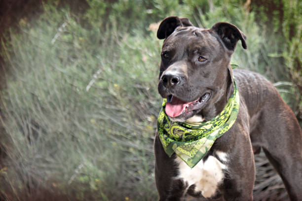 istock American Staffordshire Terrier 675091384