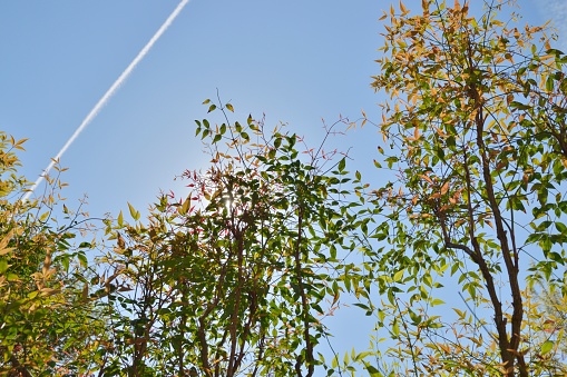 Nandina leaves with contrail in the clear blue sky