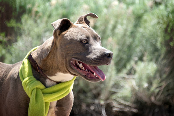 istock American Staffordshire Terrier 675091576