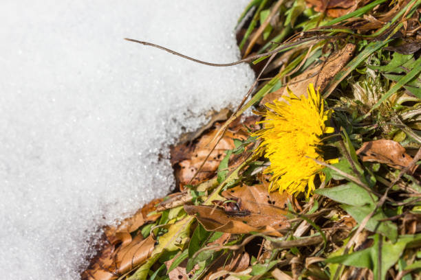 melting snow in latest winter days let green grass appear stock photo