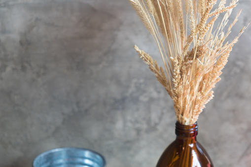 Dried golden rice tree on glass bottle with cement wall