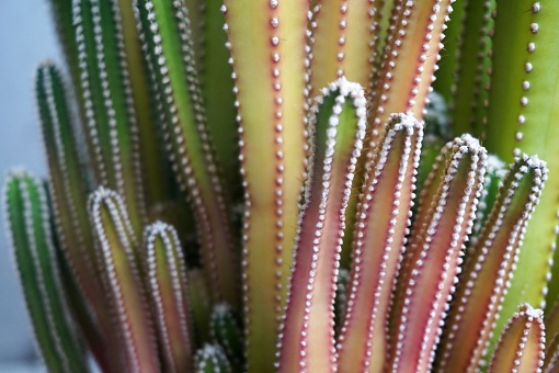 Close up view of real thorny cactus for home gardening concept
