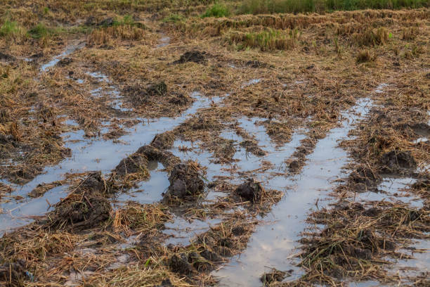 istock Harvested wet farm texture 675095702
