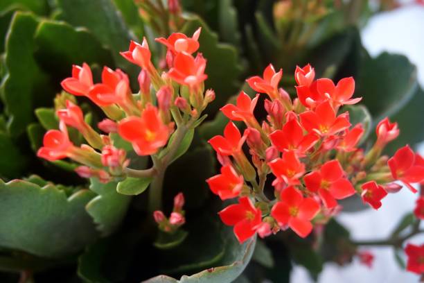 istock Four red petal flower, Kalanchoe Flower 675095942