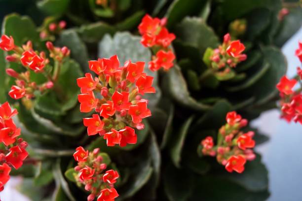 Four red petal flower, Kalanchoe Flower