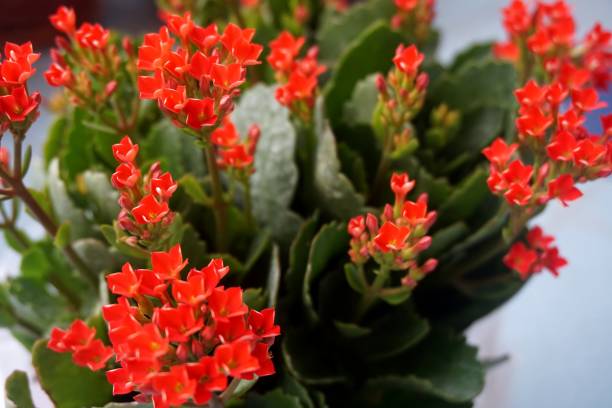 istock Four red petal flower, Kalanchoe Flower 675095968