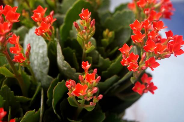 istock Four red petal flower, Kalanchoe Flower 675096046